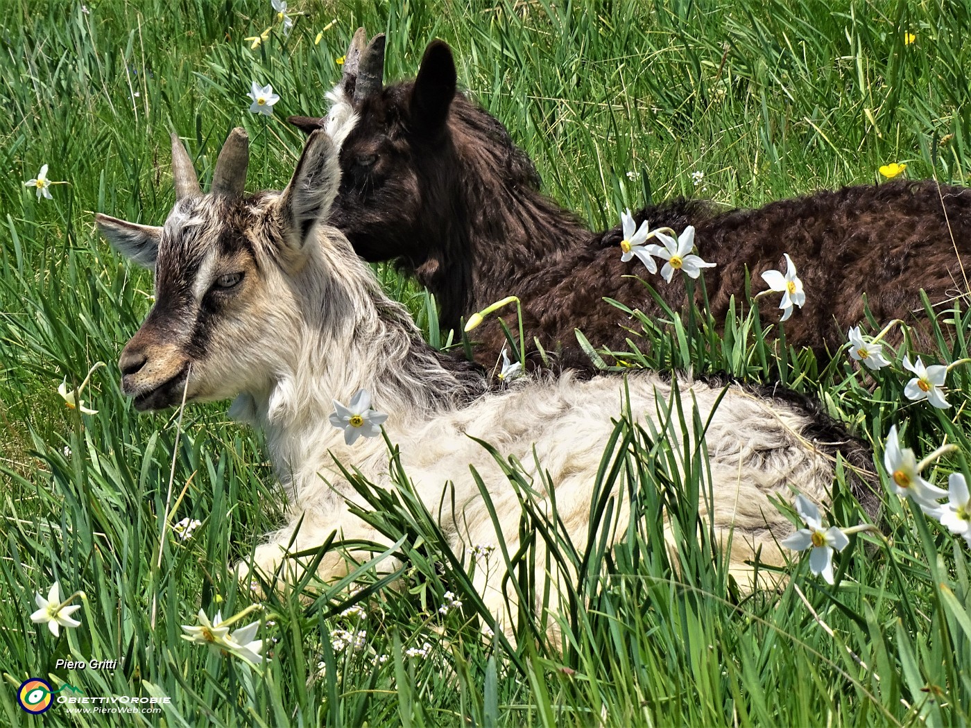 48 Anche le caprette orobiche baciate dal sole tra i narcisi.JPG